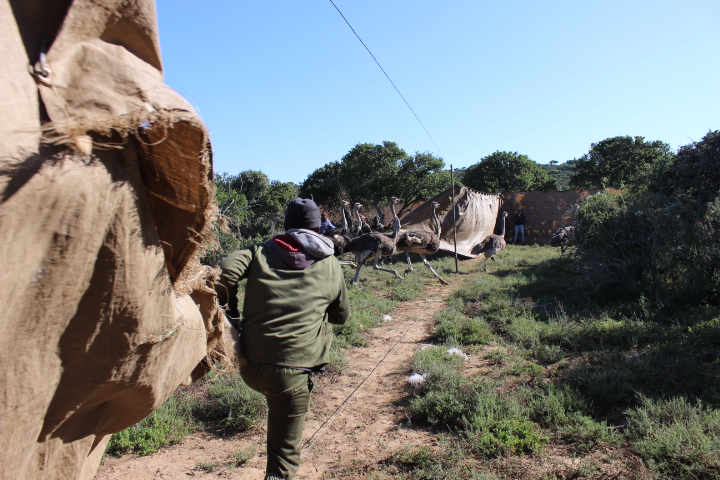 Our staff closing the boma curtain as ostriches run past