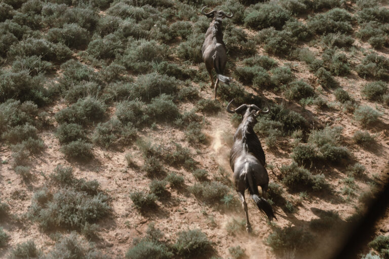 Blue wildebeest being darted from a Robinson 44 with the help of a vet