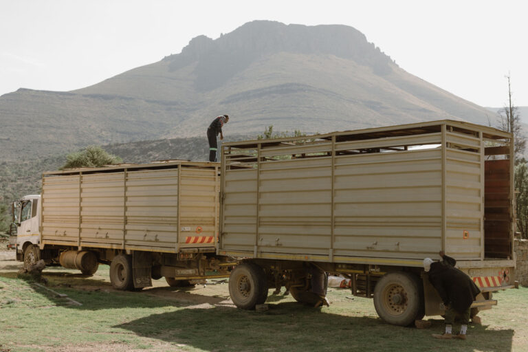 Trucks being checked before loading animals to ensure everything is good to go