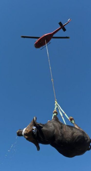 20120401_cape_buffalo_slung_from_super_huey_bell_helicopt25-1